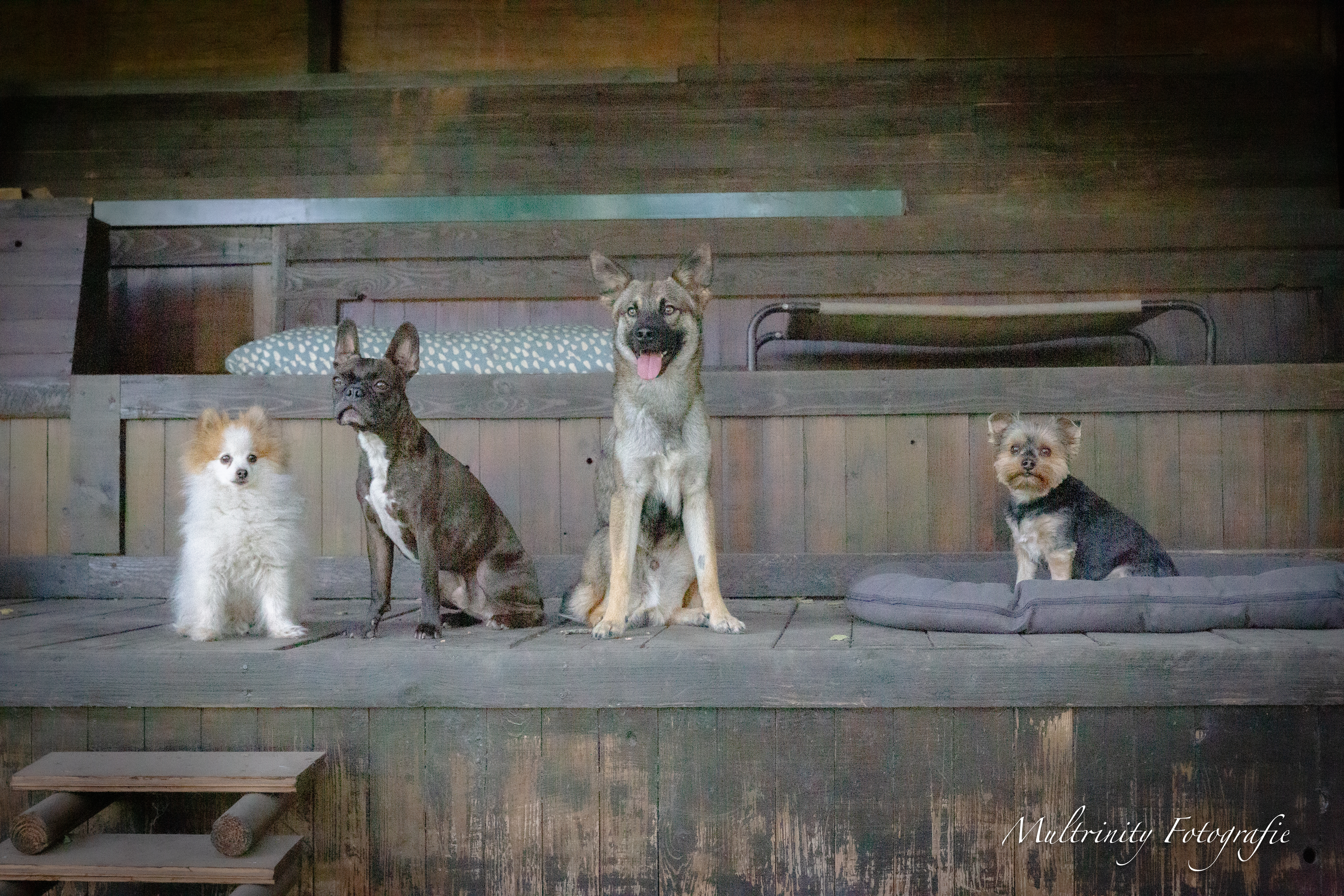 kleineHunde